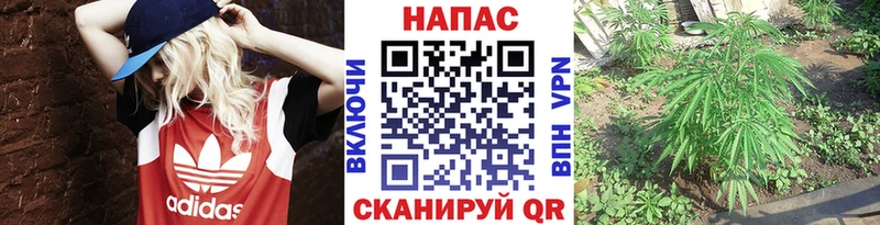 omg tor  хочу наркоту  Елизаветинская  Каннабис конопля 